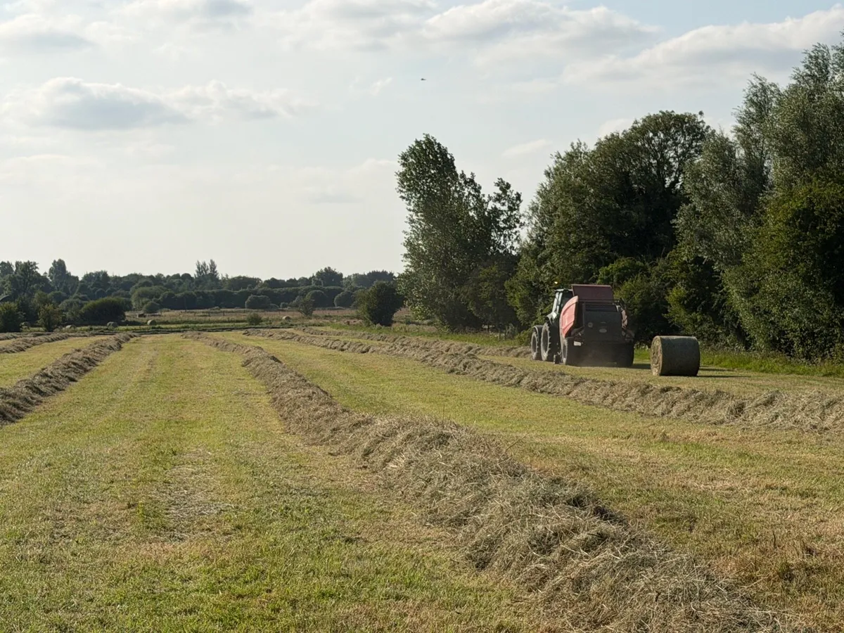 Hay for Sale - Image 1