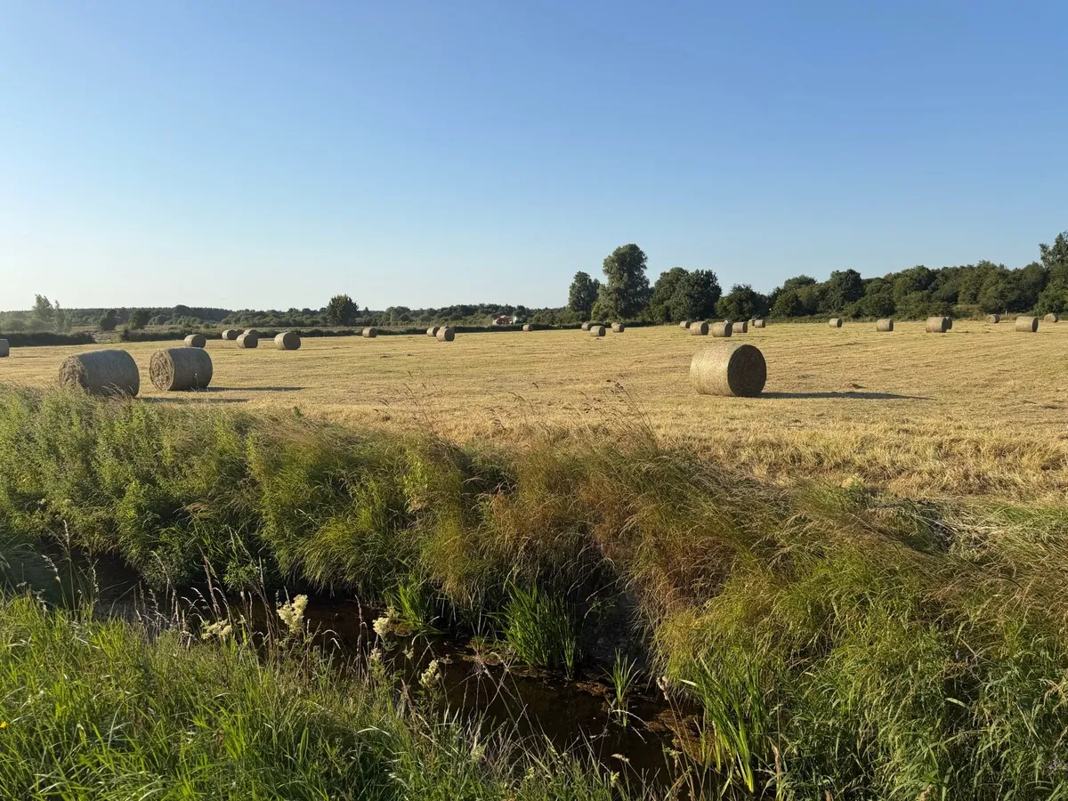Hay for Sale - Image 2