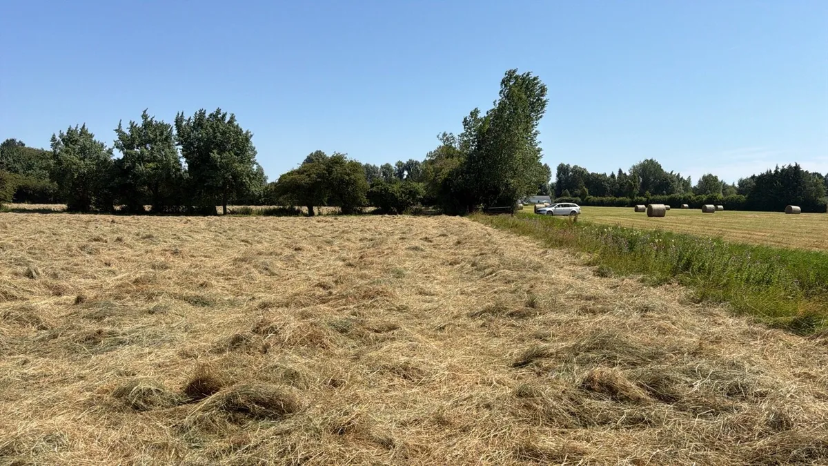 Hay for Sale - Image 3