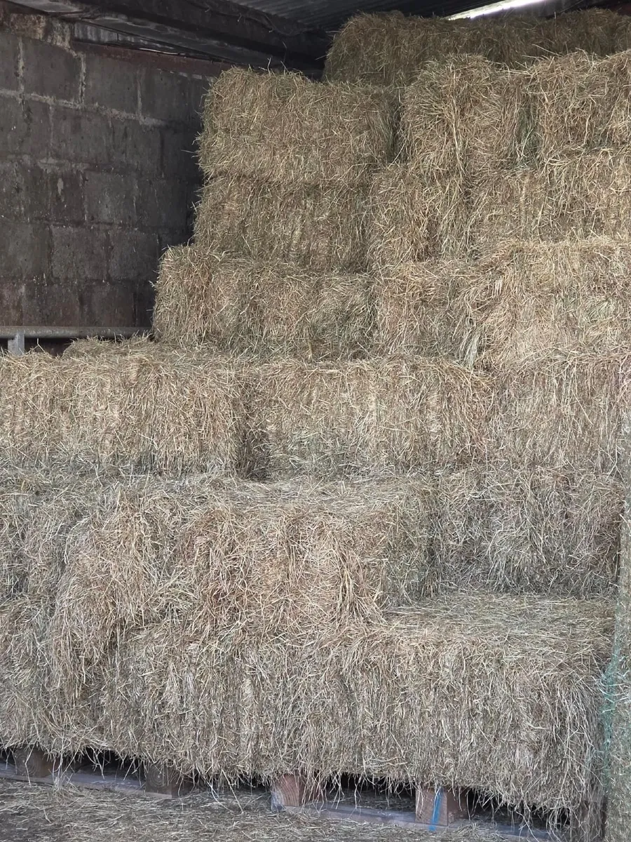 Square Bales Hay