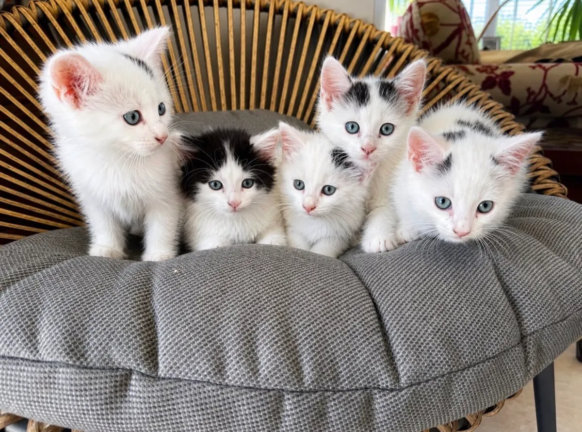Ragdoll x Maine Coon Cross Kittens - Image 2