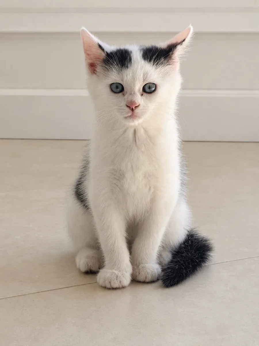 Ragdoll x Maine Coon Cross Kittens - Image 3