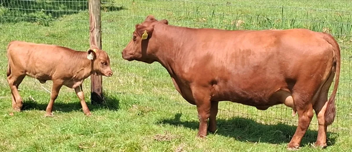 Dexter cow and heifer calf - Image 1