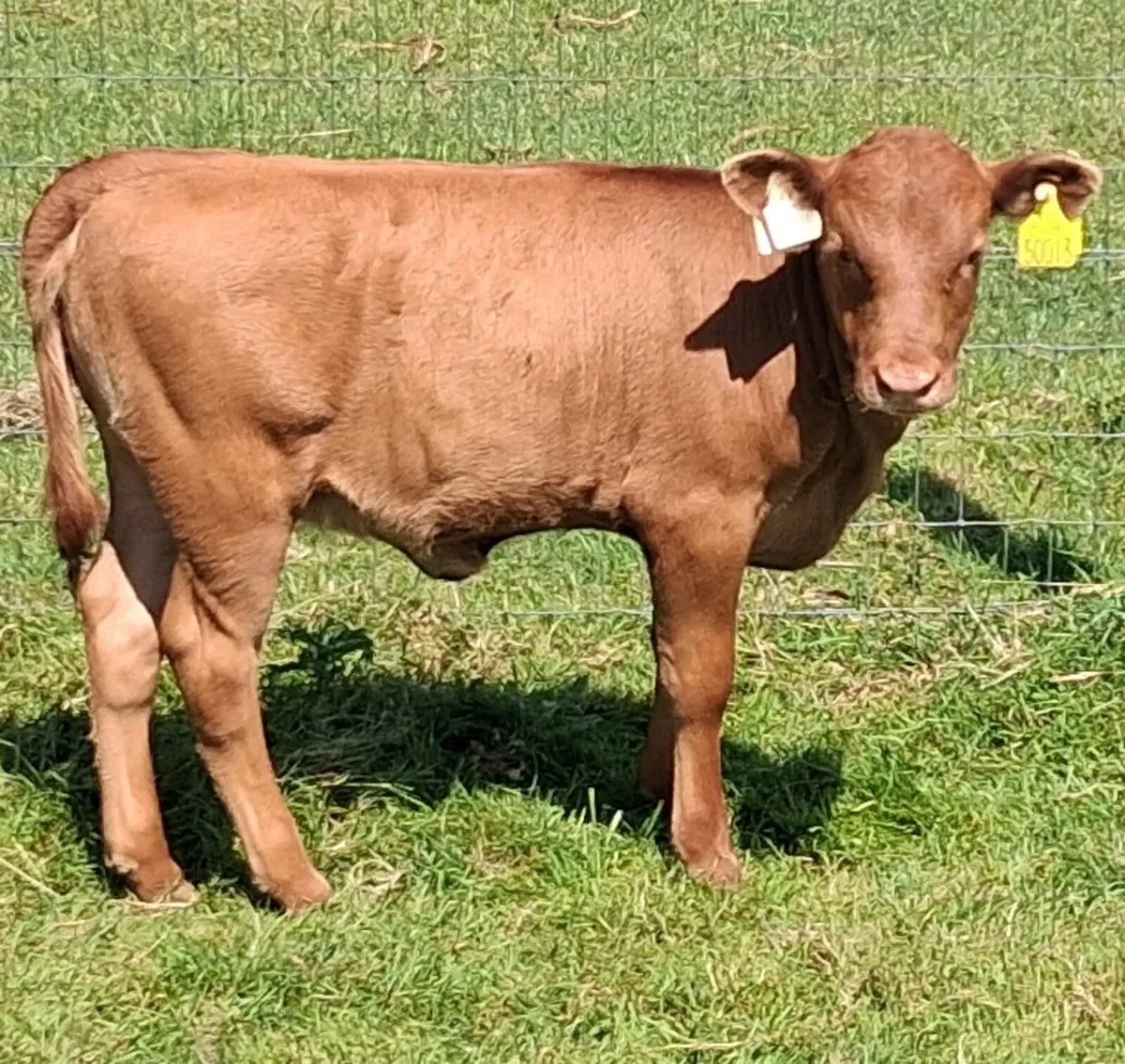 Dexter cow and heifer calf - Image 2