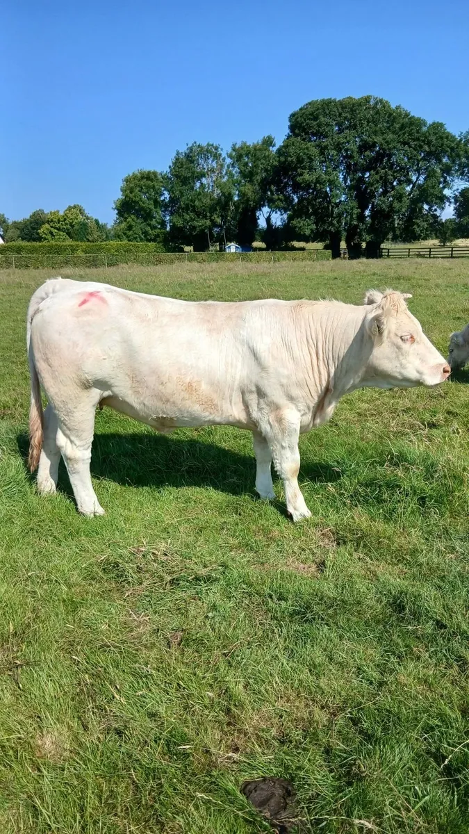 Pbr ch hefers with certs - Image 3