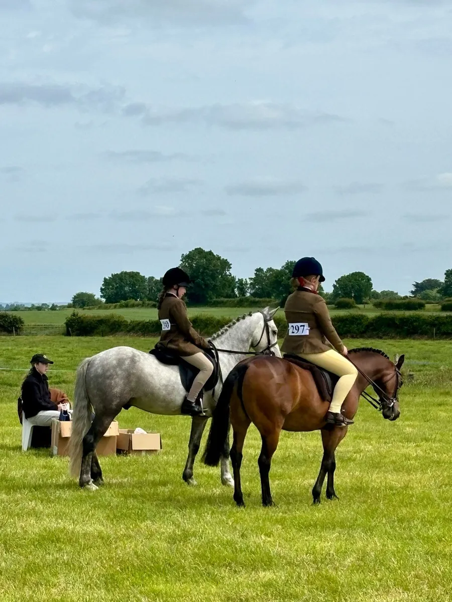 12.2 jumping pony - Image 2