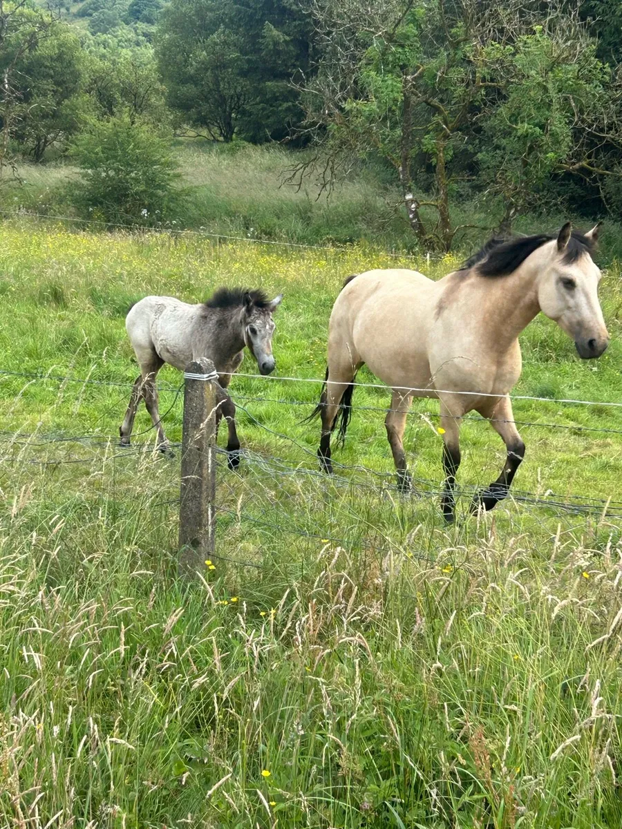 7 Yeard Old Dun Connemara with Colt Foal - Image 1