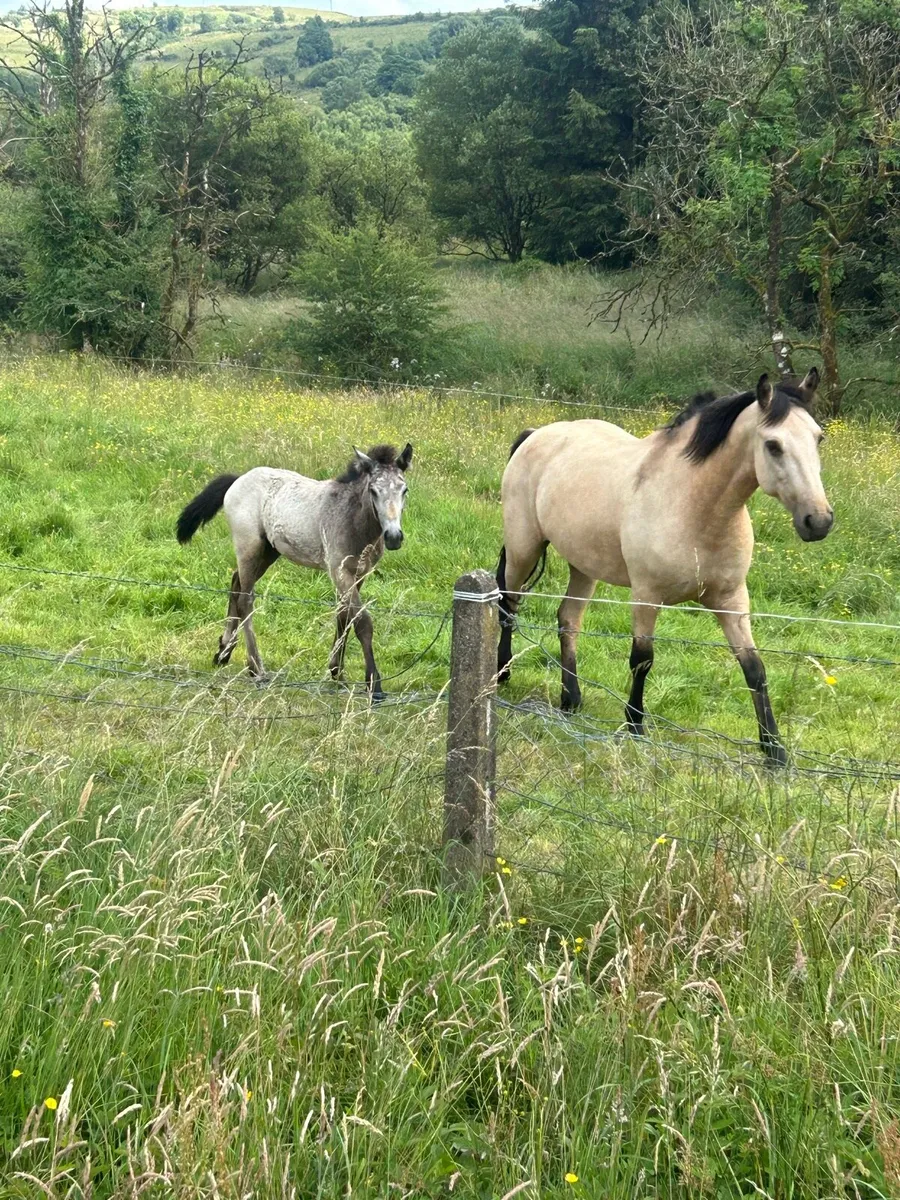 7 Yeard Old Dun Connemara with Colt Foal - Image 2