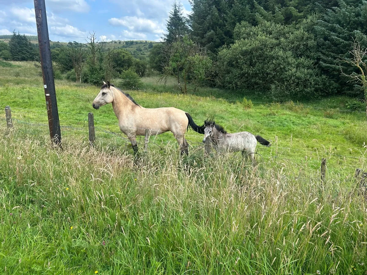 7 Yeard Old Dun Connemara with Colt Foal - Image 4