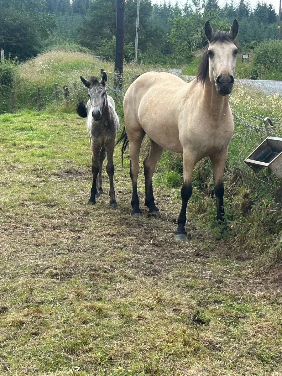 7 Yeard Old Dun Connemara with Colt Foal - Image 3