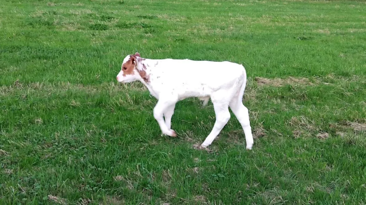 Foster Calf - Image 1