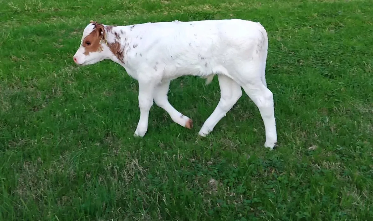 Foster Calf - Image 2