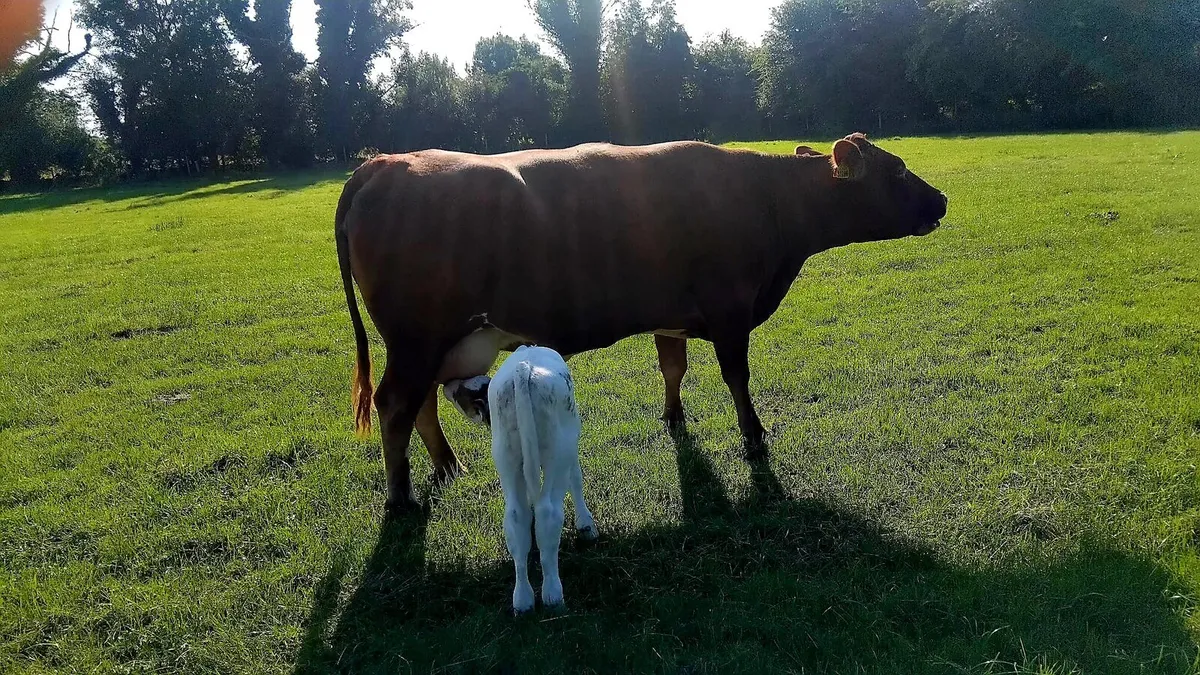 Foster Calf - Image 3