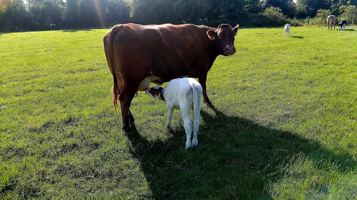 Foster Calf - Image 4