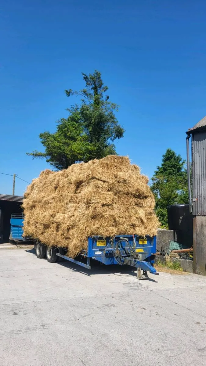 Square bales of first crop of hay - Image 2