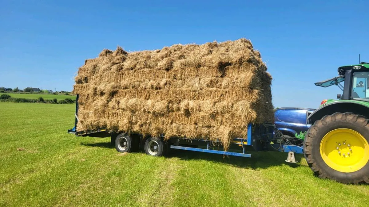 Square bales of first crop of hay - Image 1