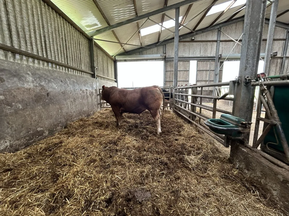A Selection of Excellent Pedigree Limousin Bulls - Image 3