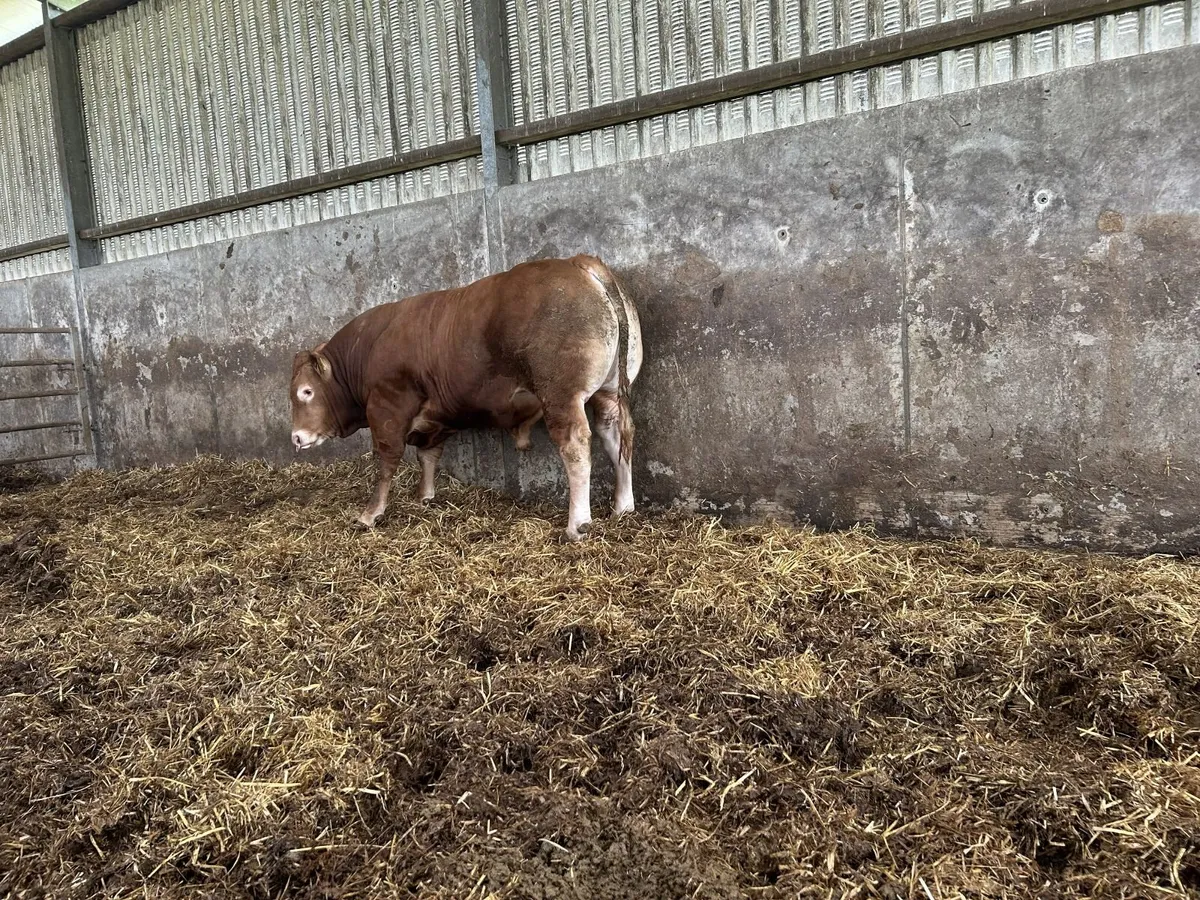 A Selection of Excellent Pedigree Limousin Bulls - Image 4