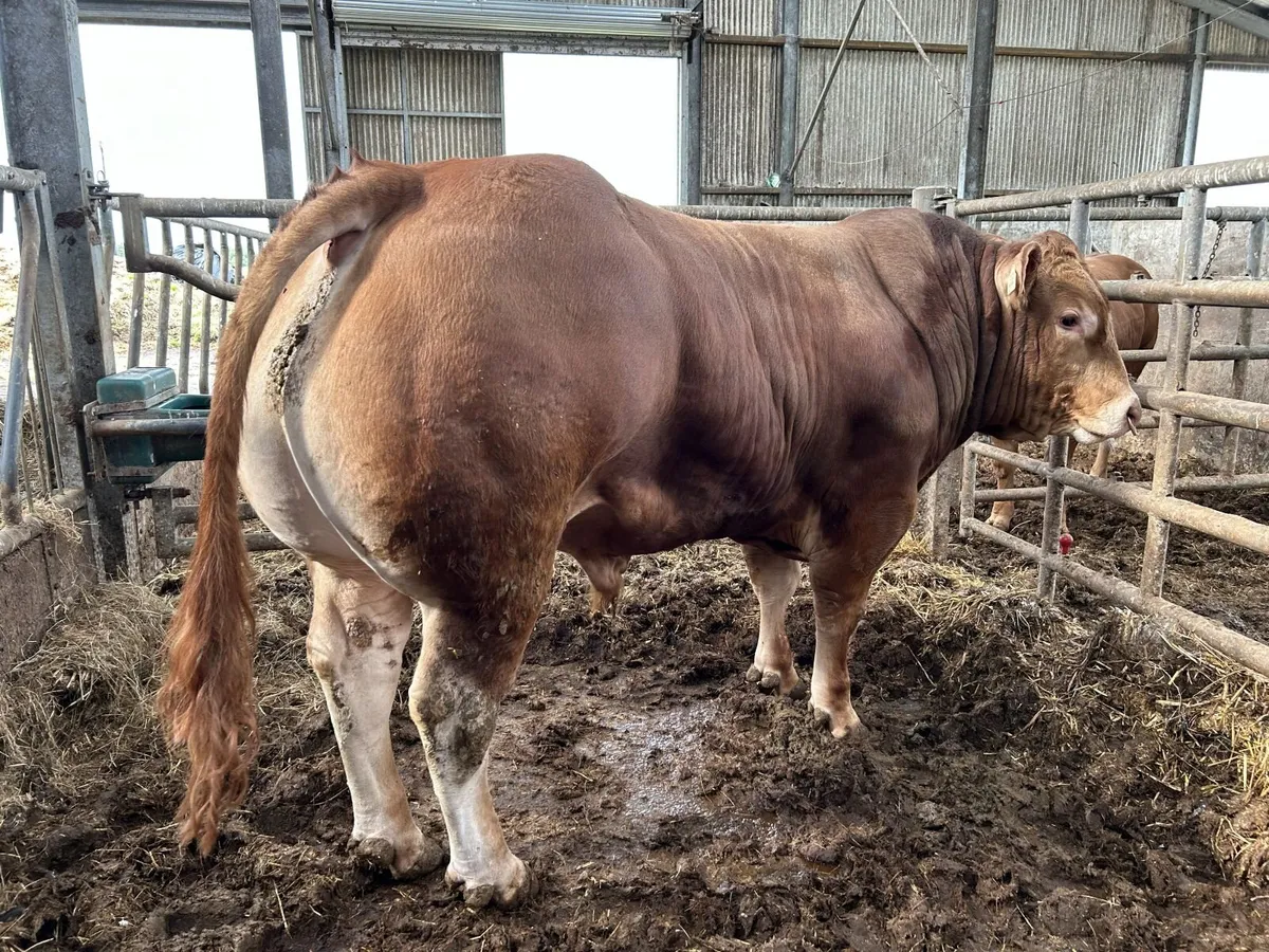 A Selection of Excellent Pedigree Limousin Bulls - Image 2