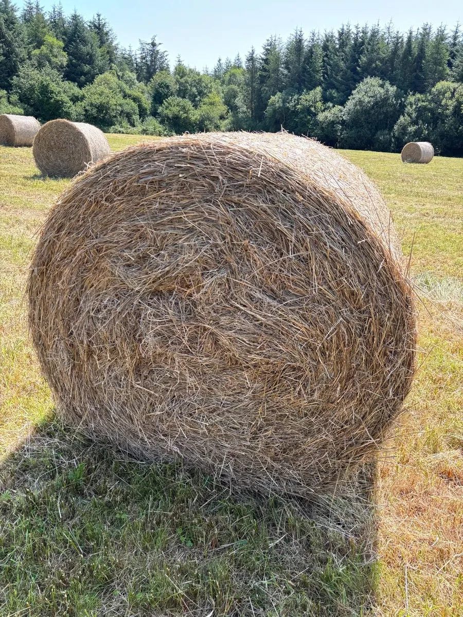 Grassy Rushes Bedding - Image 1