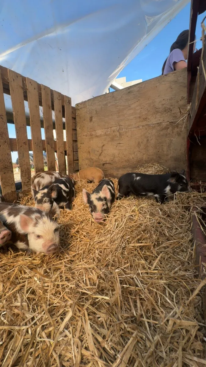 Kune kune piglets - Image 2