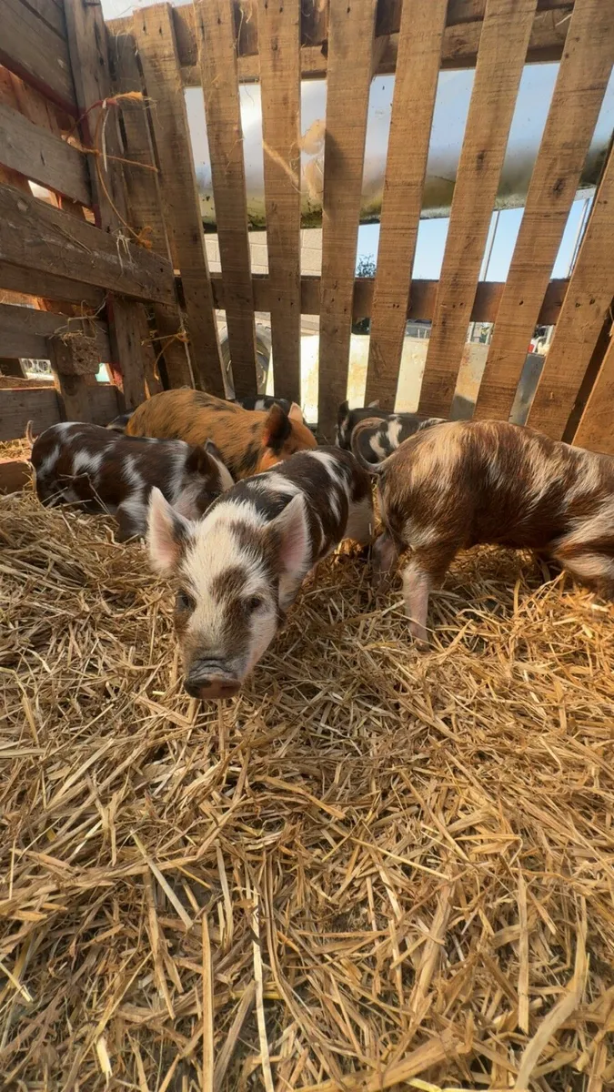 Kune kune piglets - Image 1