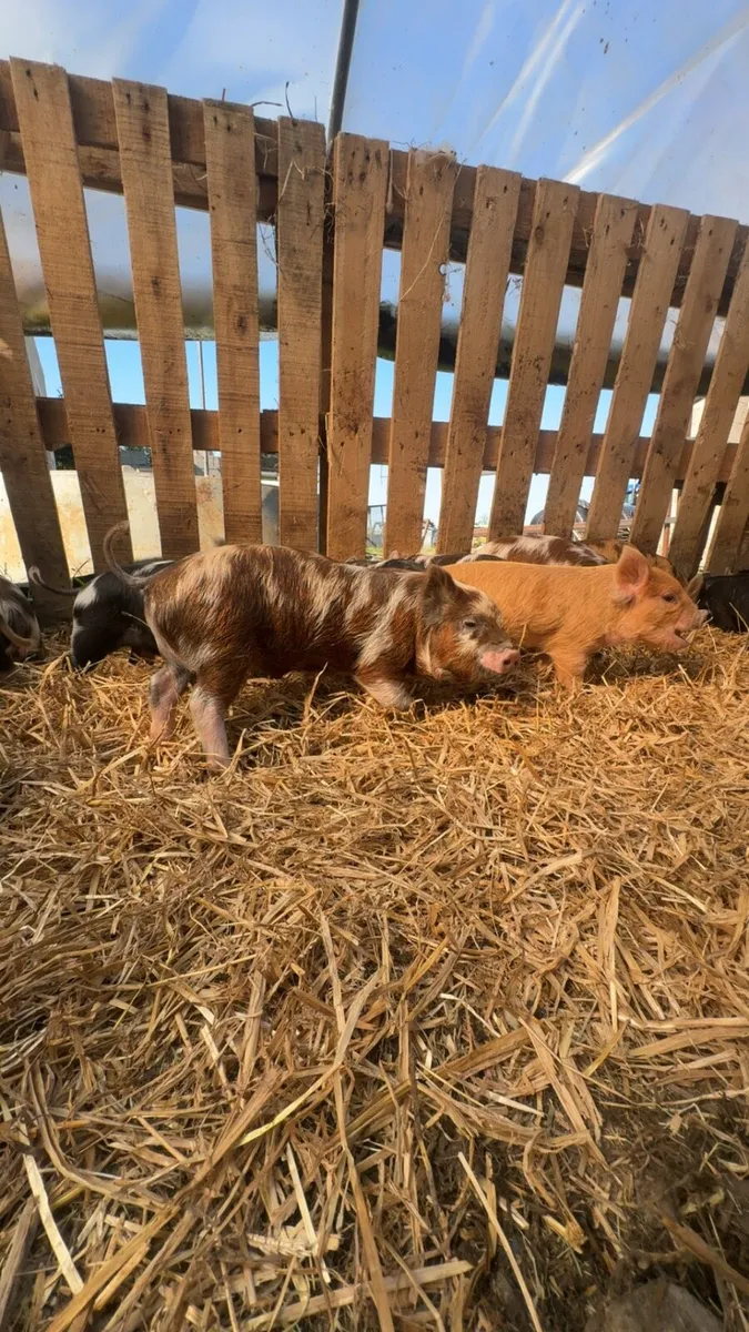 Kune kune piglets - Image 3