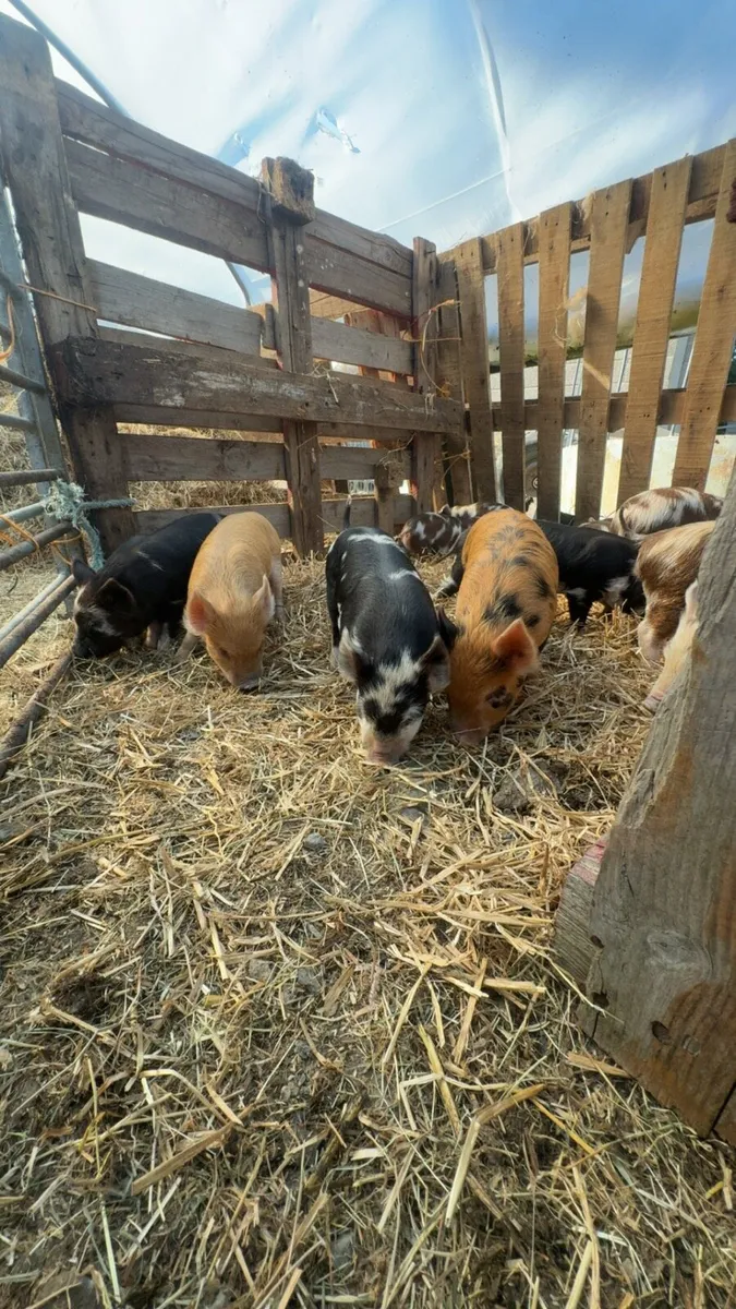 Kune kune piglets - Image 4