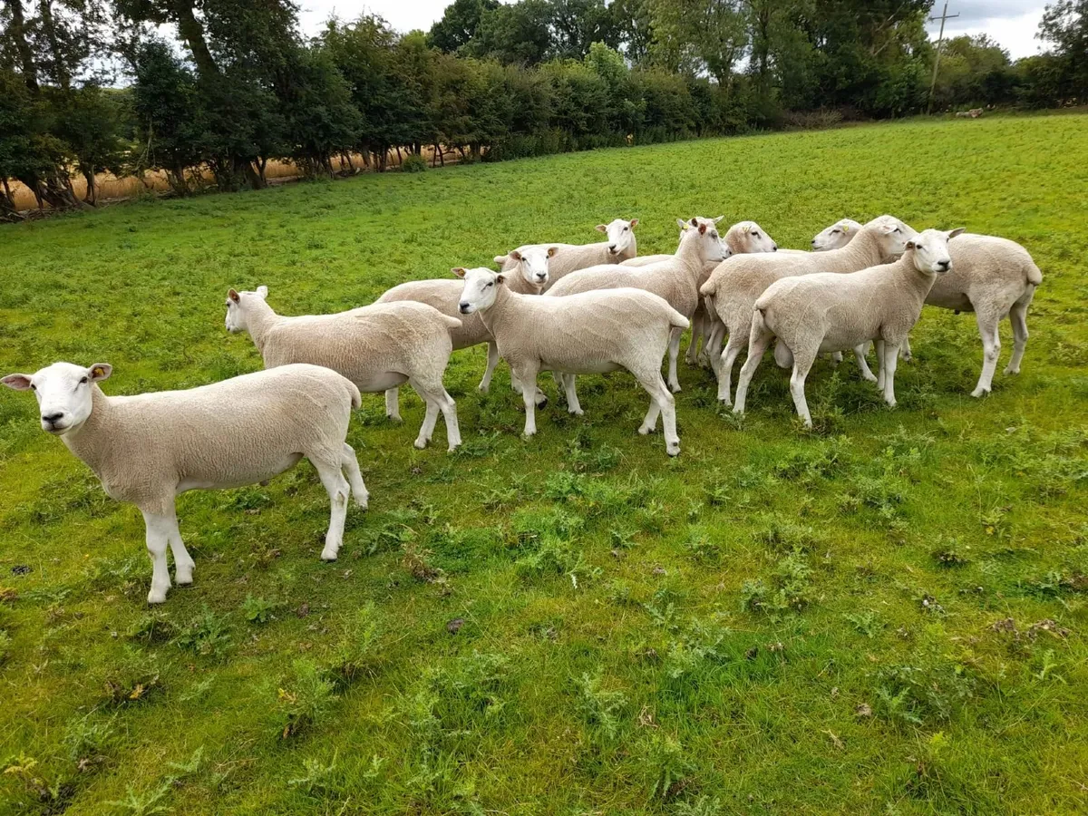 Lleyn Rams - Image 1