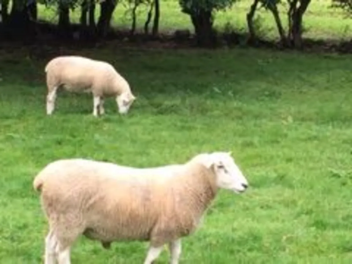 Lleyn Rams - Image 3