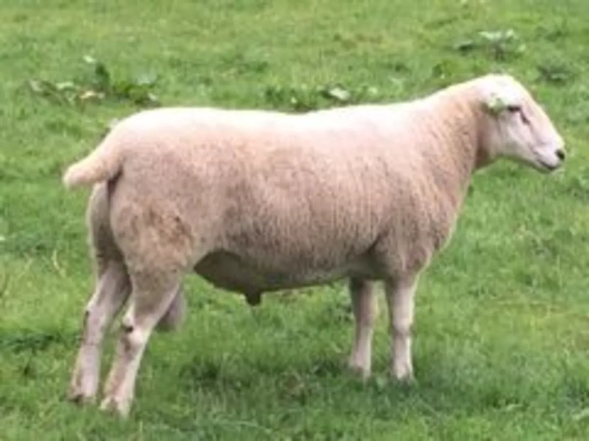 Lleyn Rams - Image 2