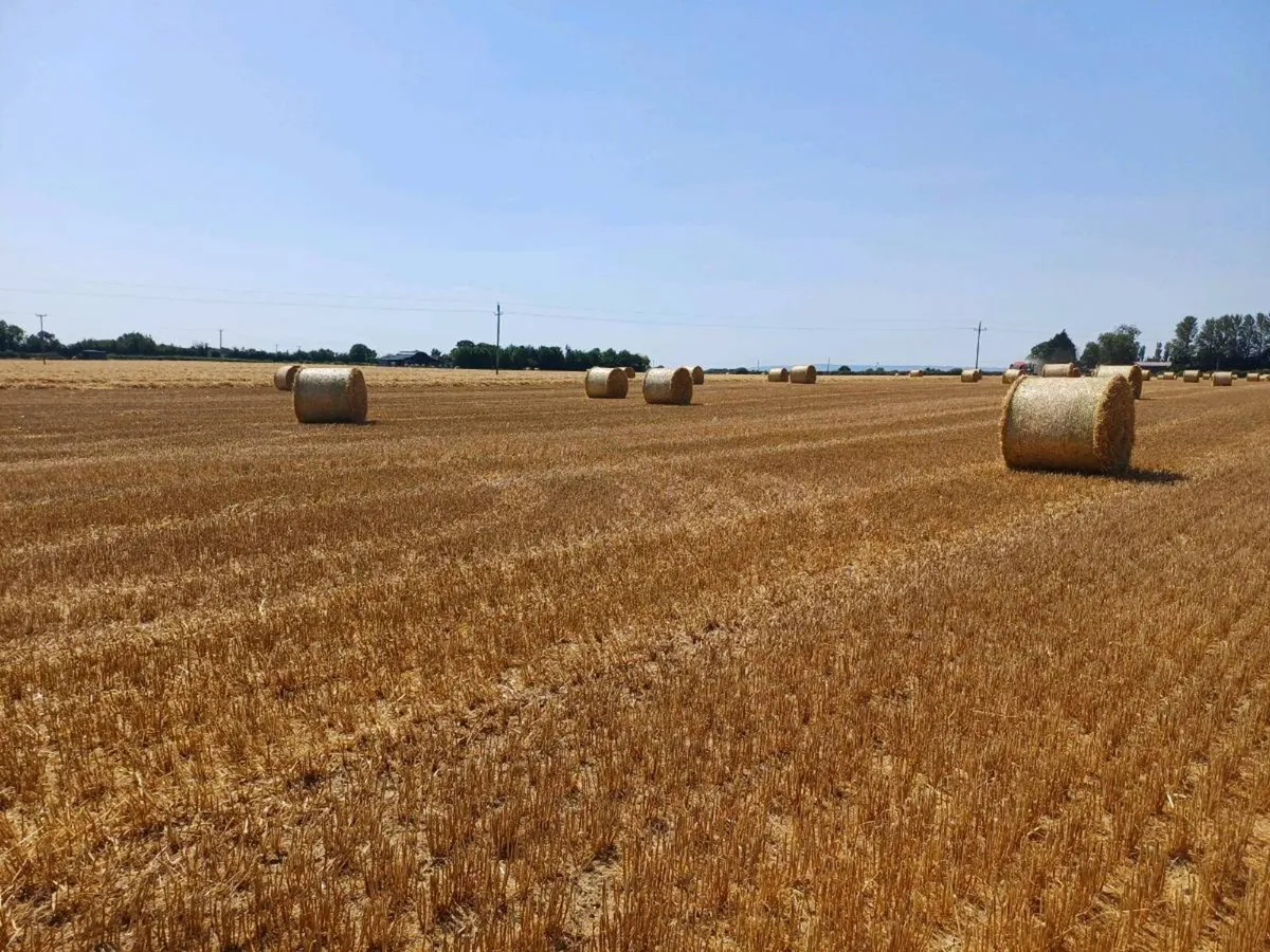 W barley straw - Image 1