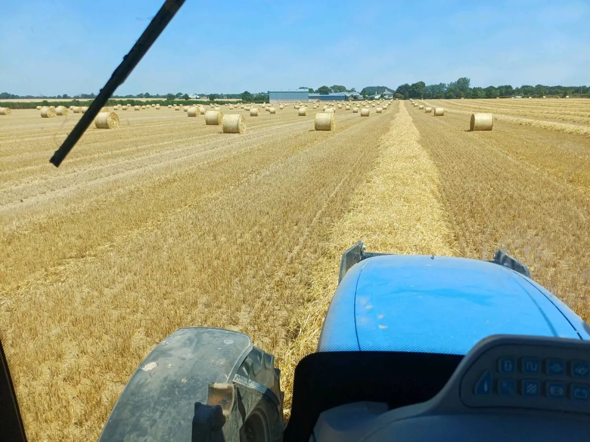 W barley straw - Image 2