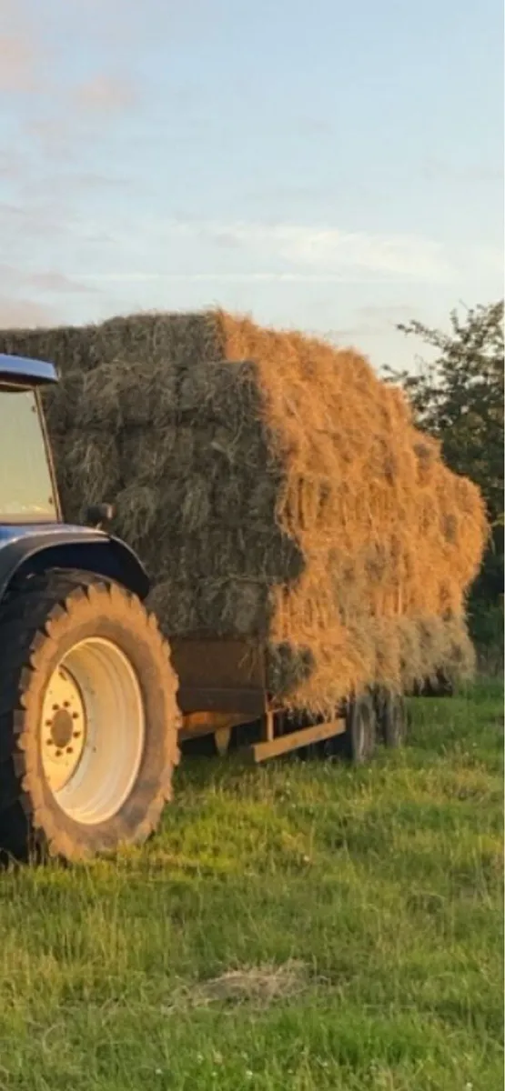 Top Quality Hay - Image 1