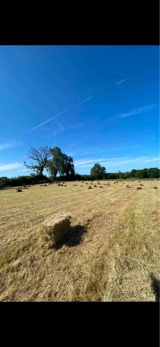 Top Quality Hay - Image 2