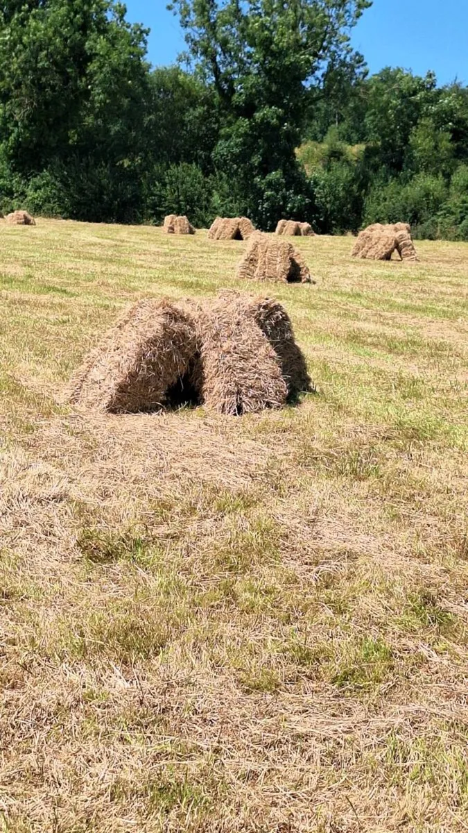 Top Quality small square bales of hay - Image 1