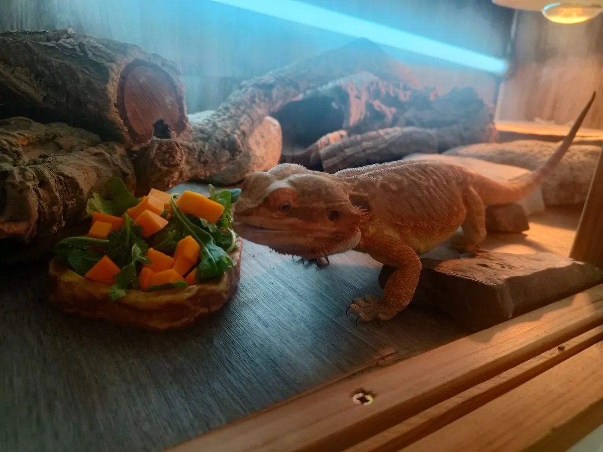 Male Bearded Dragon with Full Setup - Image 1
