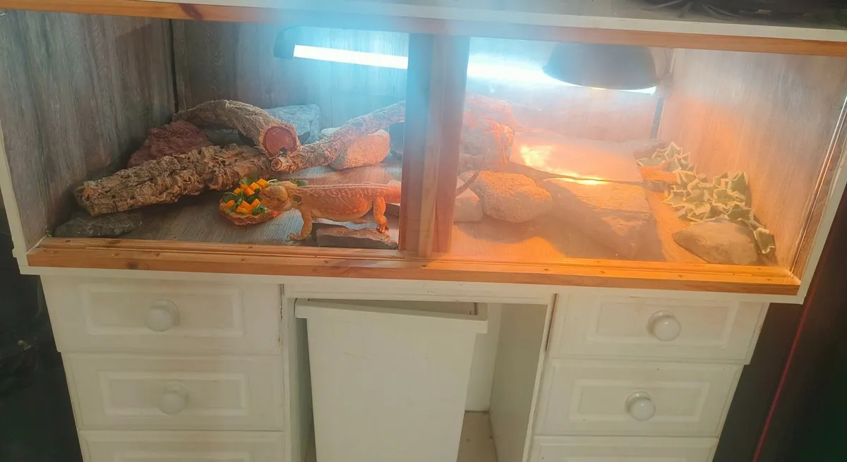 Male Bearded Dragon with Full Setup - Image 2