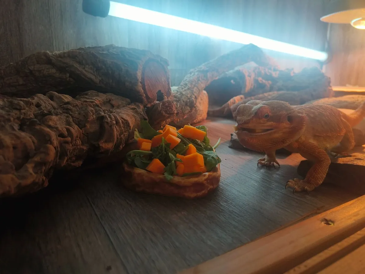 Male Bearded Dragon with Full Setup - Image 3