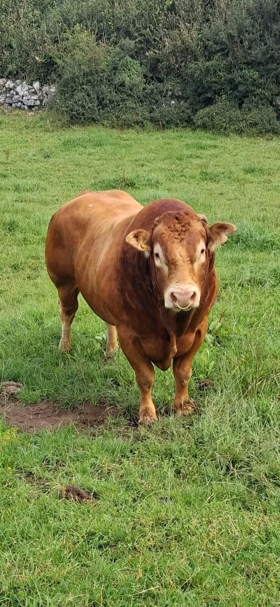 bull - Image 2