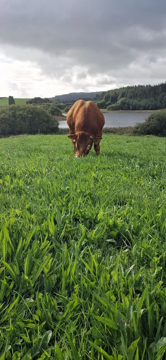 bull - Image 3