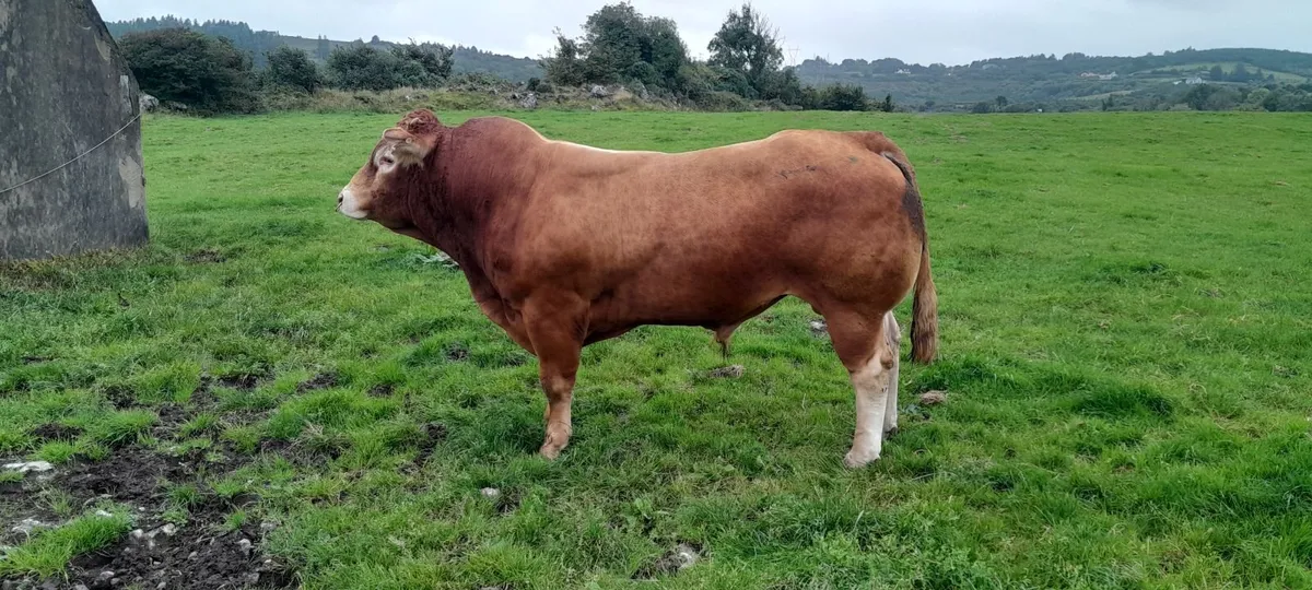 bull - Image 4
