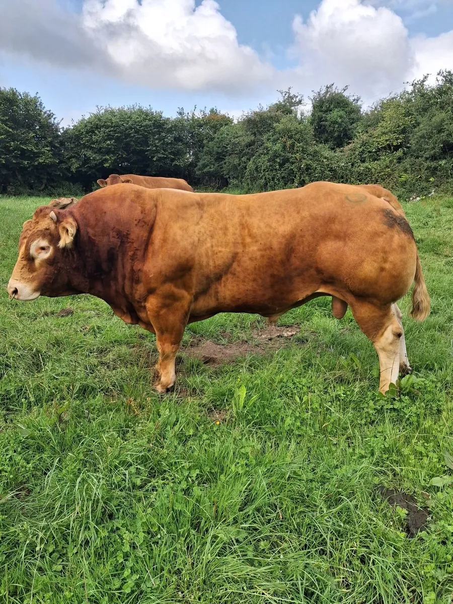 bull - Image 1