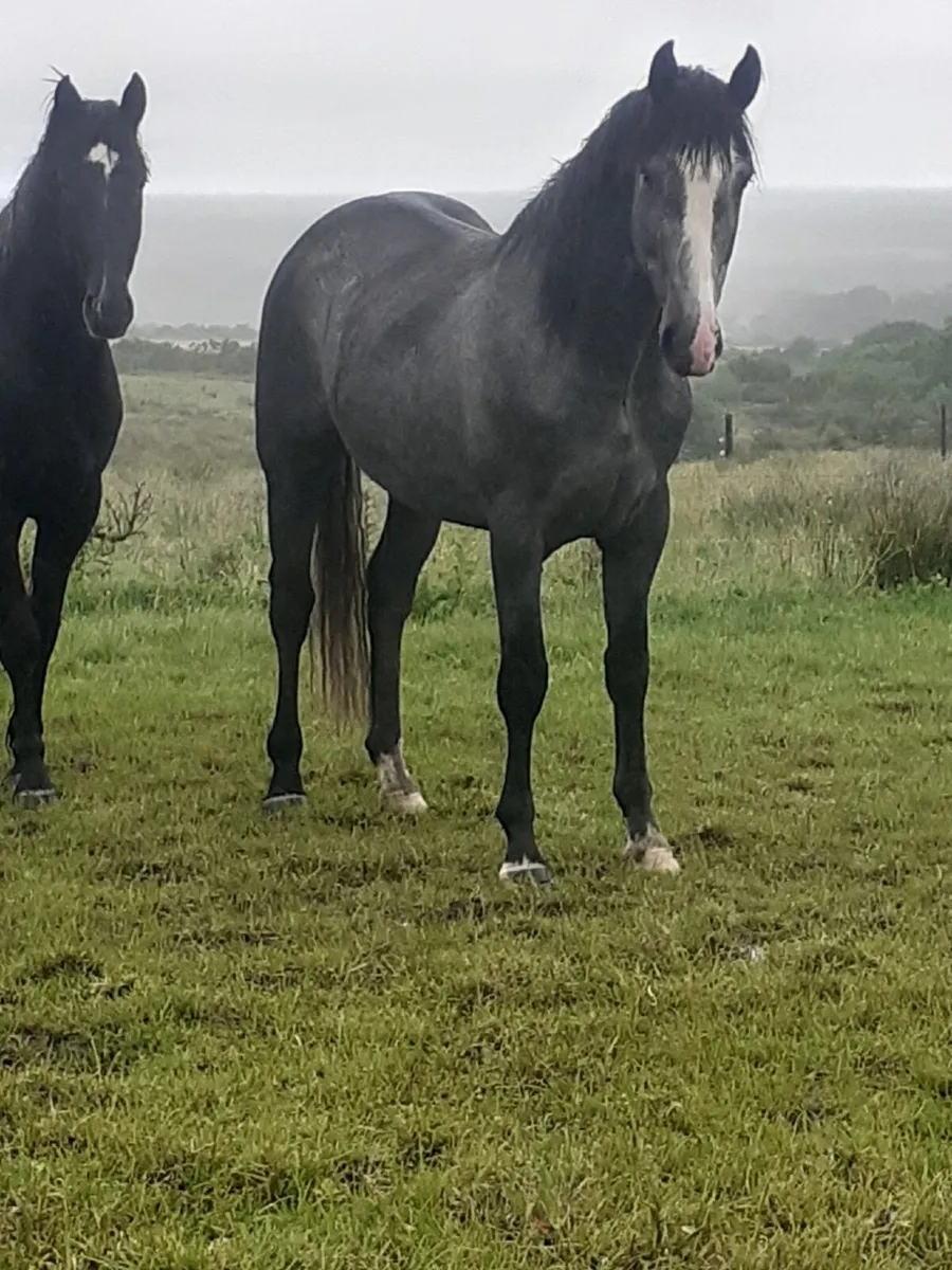 For sale - 3 year old gelding 16 H.H - Image 1