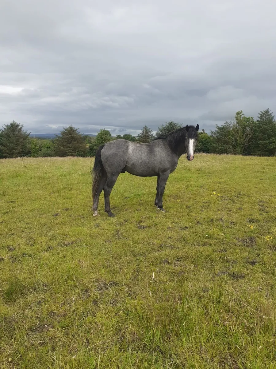 For sale - 3 year old gelding 16 H.H - Image 2