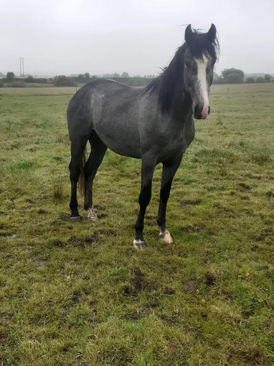 For sale - 3 year old gelding 16 H.H - Image 3