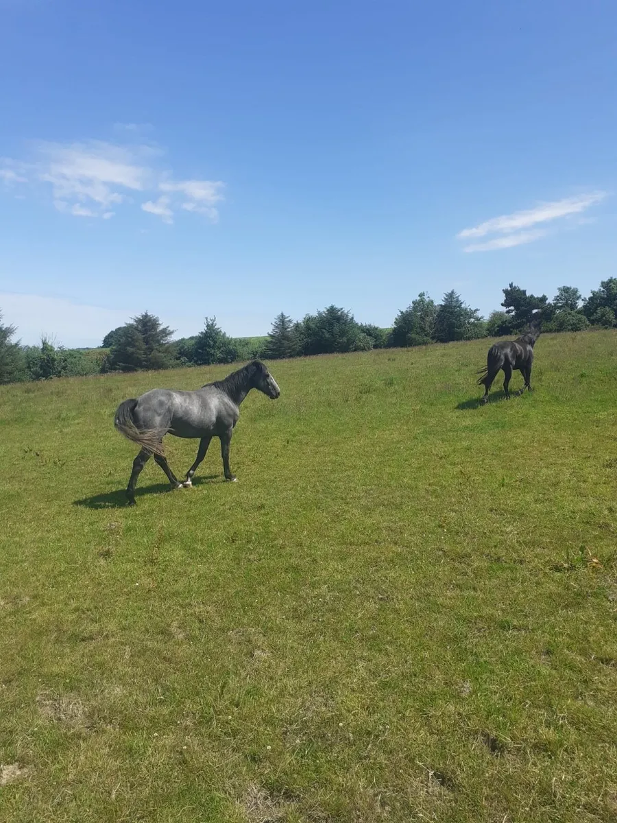 For sale - 3 year old gelding 16 H.H - Image 4
