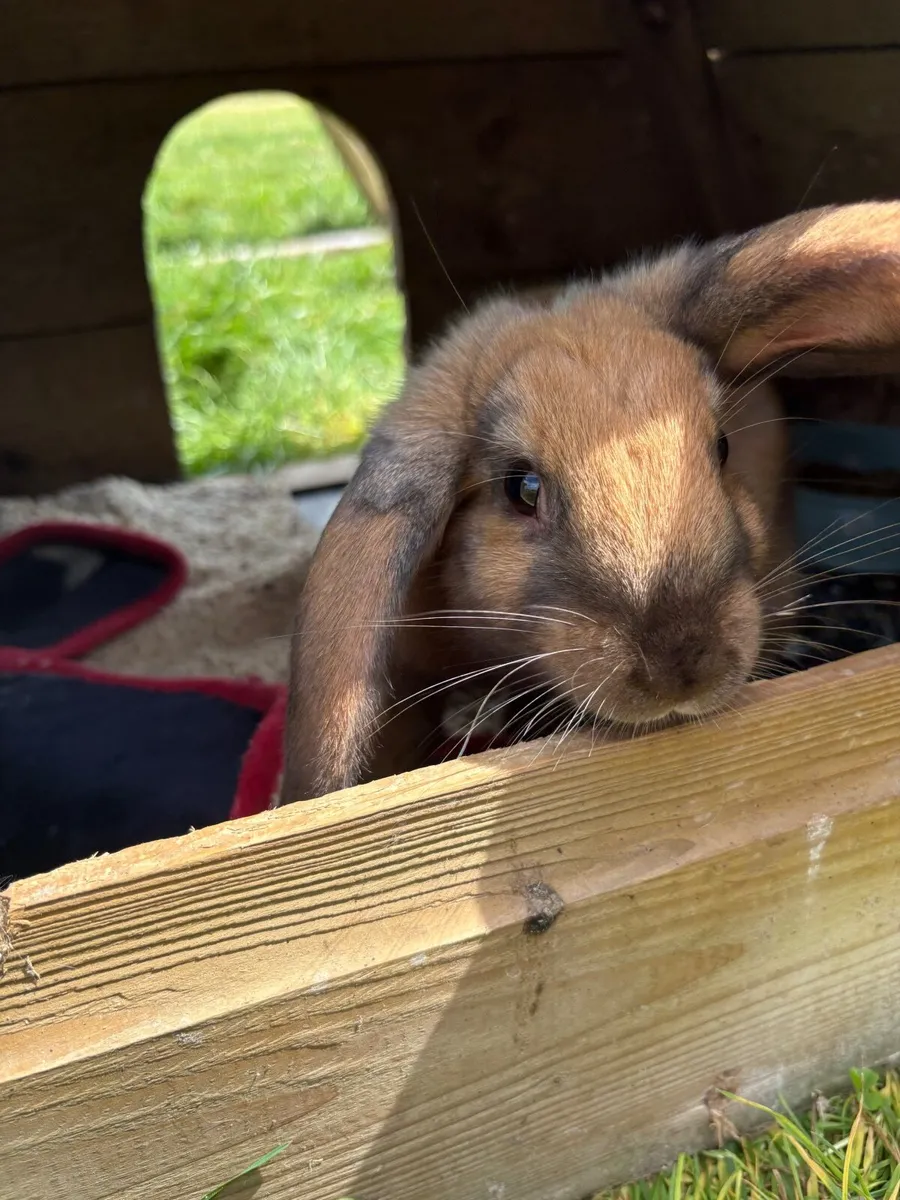 rabbit - Image 1