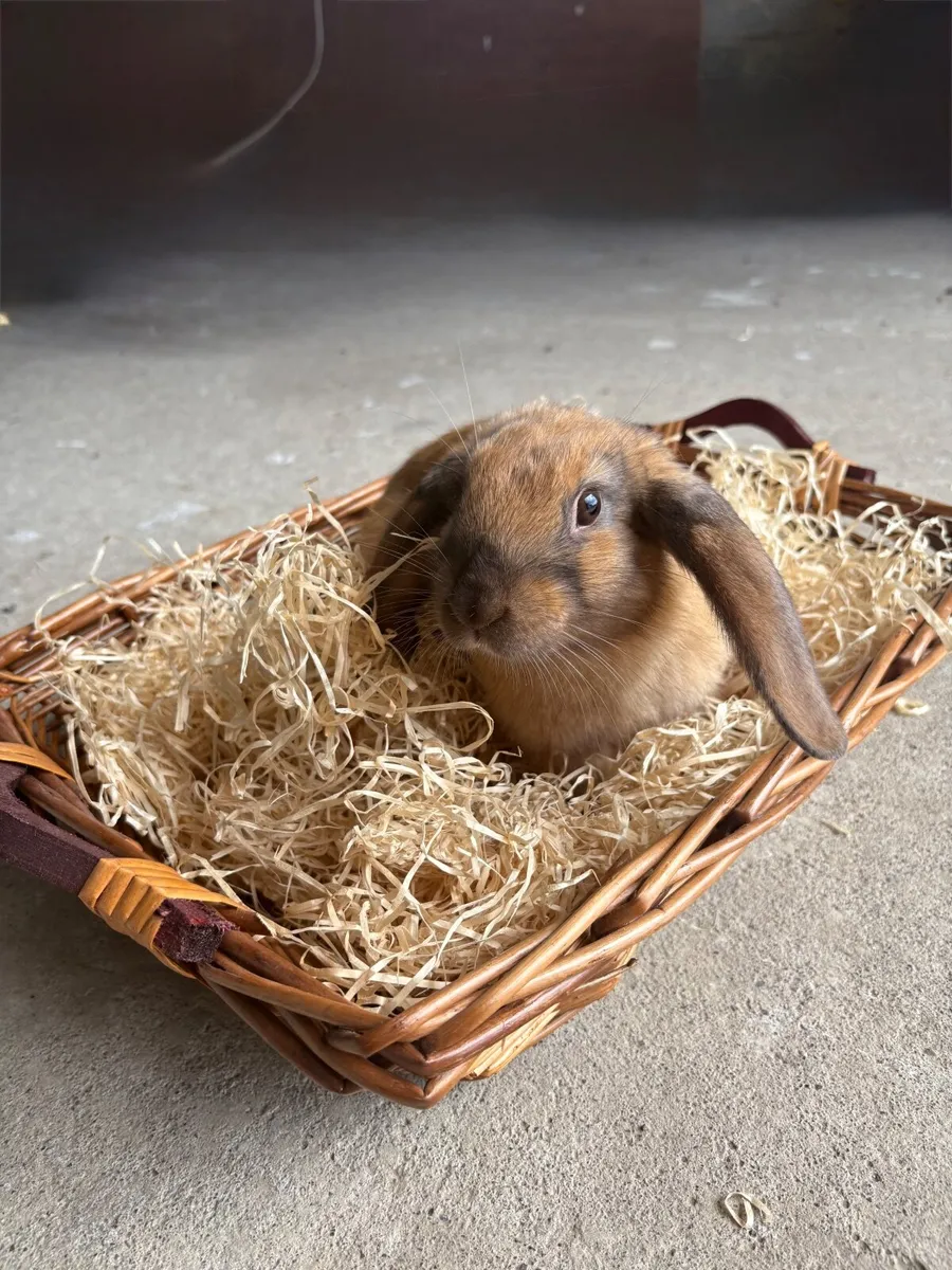 rabbit - Image 2