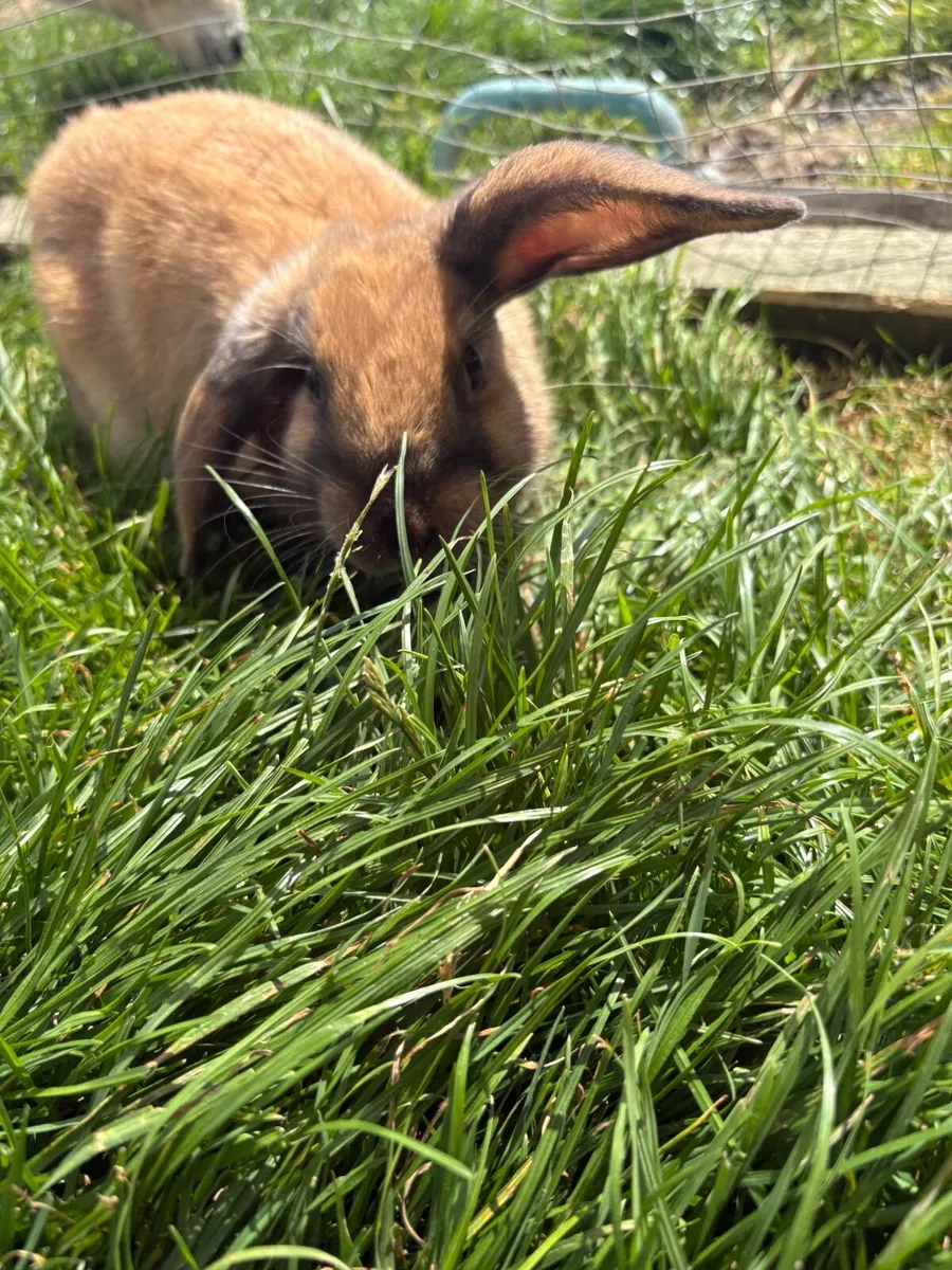 rabbit - Image 3